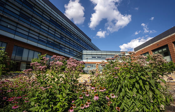 Peterson Hall on the Fairfax Campus, as seen from the sidewalk outside. Large bushes of flowers contrast the bright blue sky above the building.